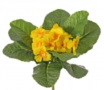 Primula (Sleutelbloem) 20 cm